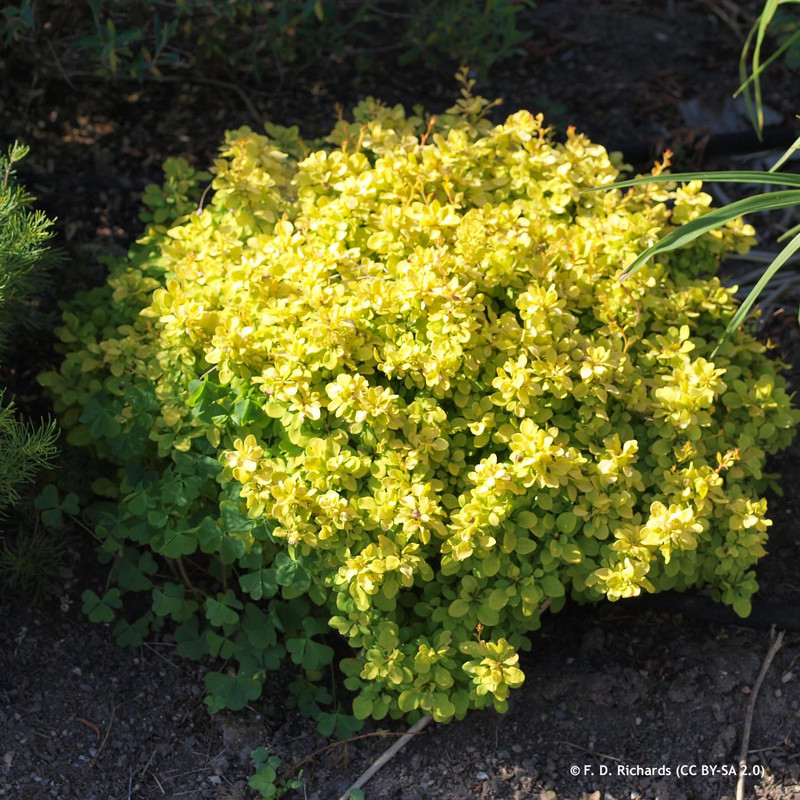 Berberis thunbergia 'Bonanza Gold' 3L