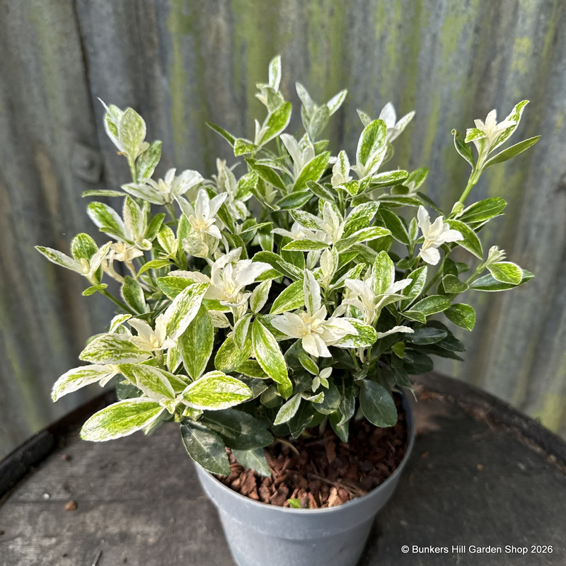 Euonymus jap. 'Pierrolino'