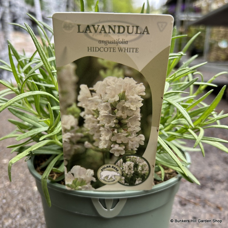 Lavender angustoifolia 'Hidcote White' 2L