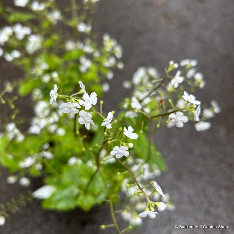 Brunnera 'Betty Bowring'