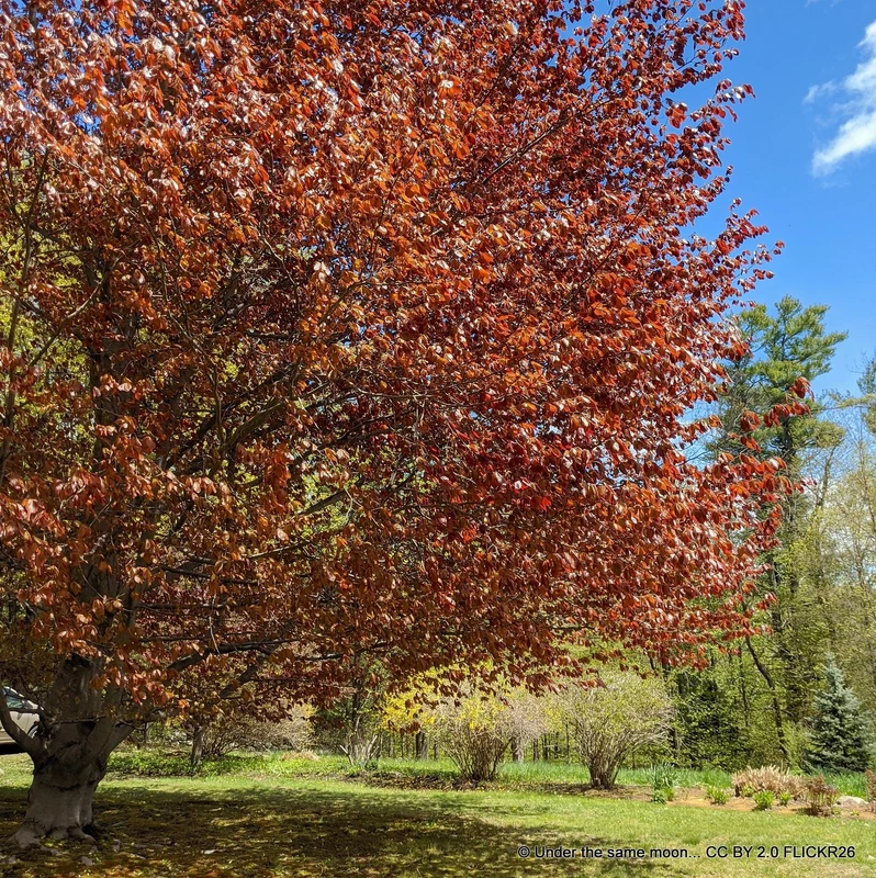 Fagus sylvatica 'Purpurea' (Purple Beech) 10/12cm feathered