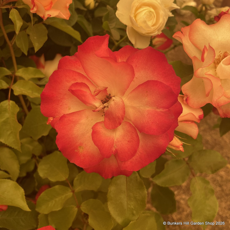 Birthday Girl - Floribunda (potted)