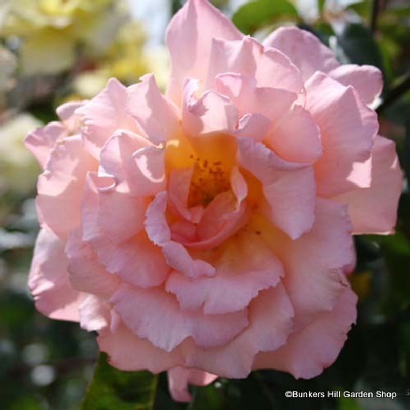Compassion - Climbing rose (Potted)