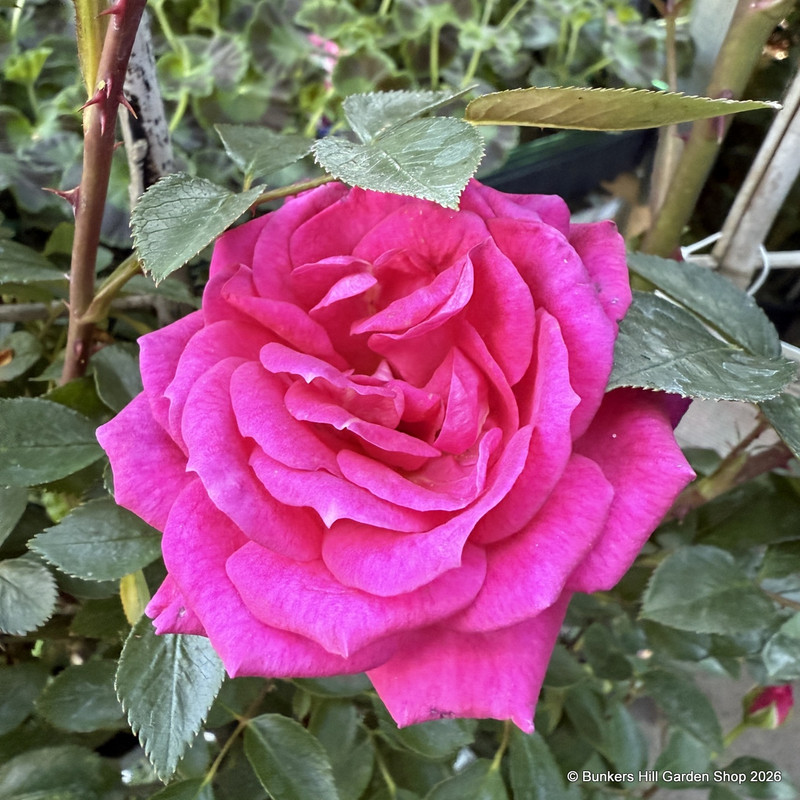 Gloriana - Climbing Rose (Potted)