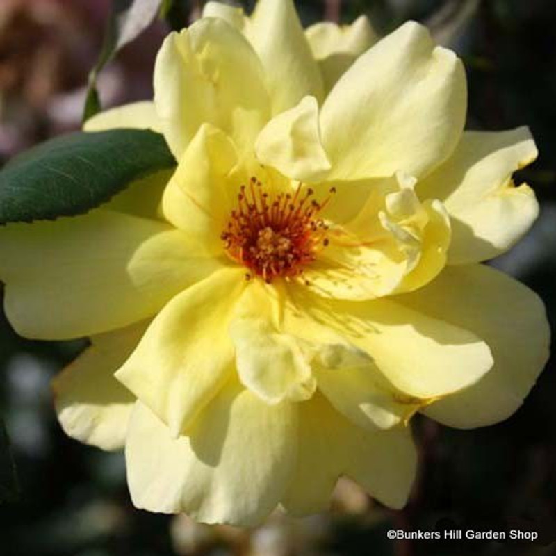 Golden Showers - Climbing Rose (Potted)