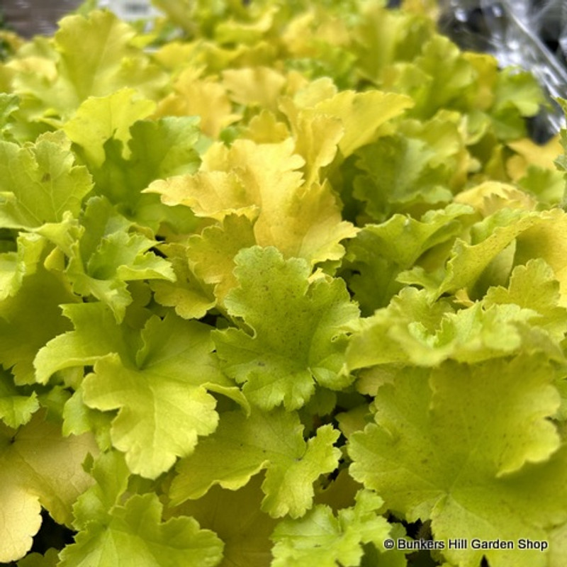 Heuchera 'Lime Marmalade' (p17)