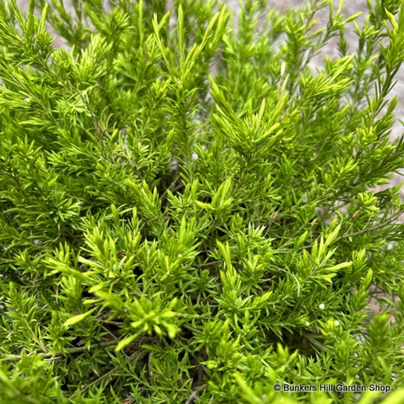 Diosma hirsuta 'Sunset Gold' 3L