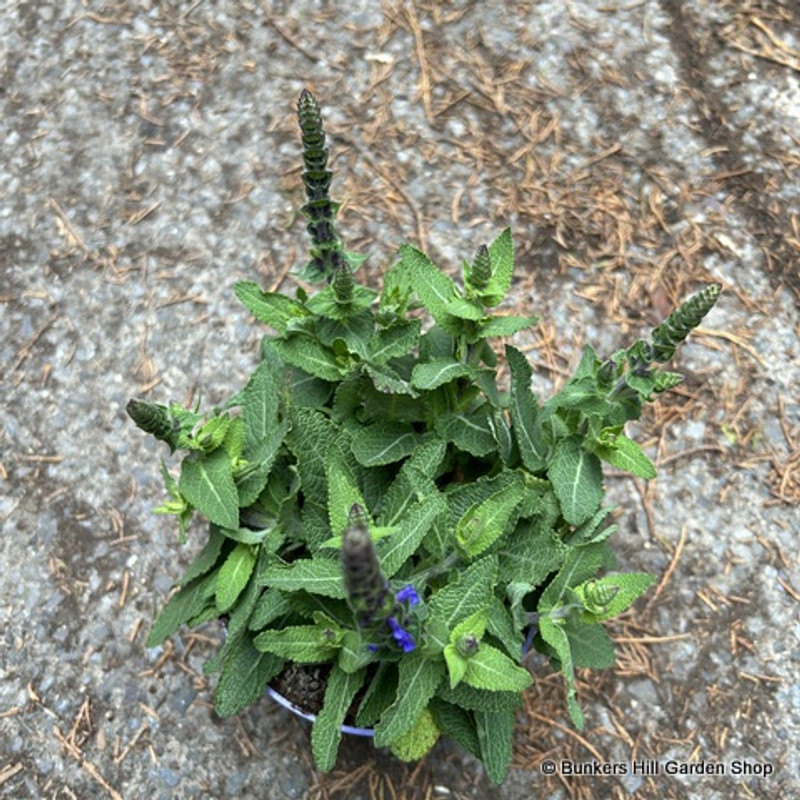 Salvia nemerosa (12cm)