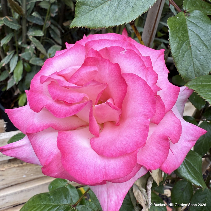 Handel - Climbing Rose (Potted)