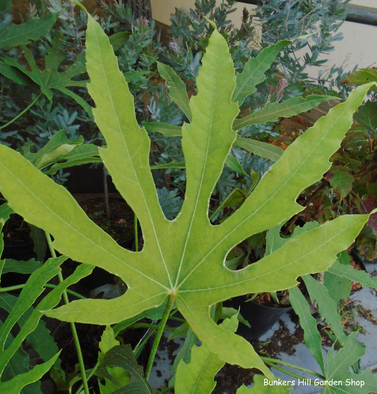 Fatsia 'Greenfingers' (p17)