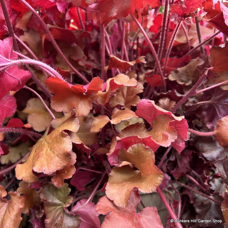 Heuchera 'Boysenberry' 3L