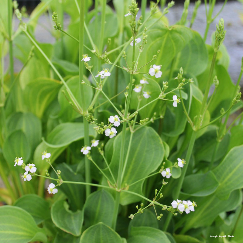 Alisma parviflorum (American Water Plantain) 9 cm