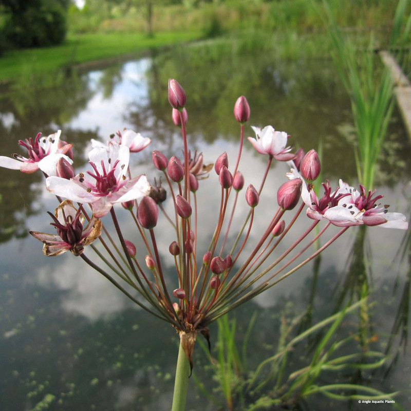 Butomus umbellatus (Flowering Rush) 9cm