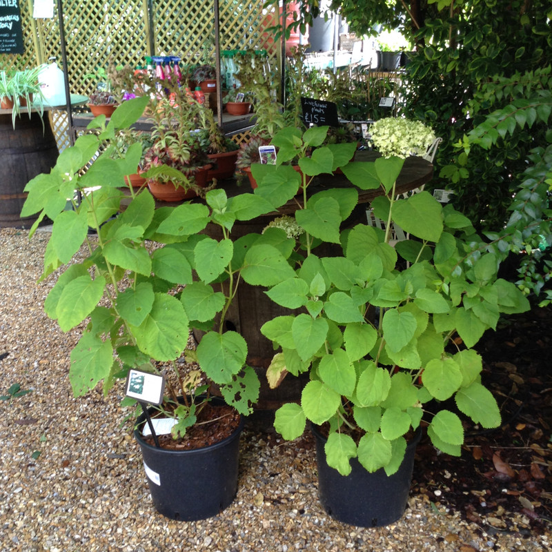 Hydrangea 'Annabelle' - 15ltr