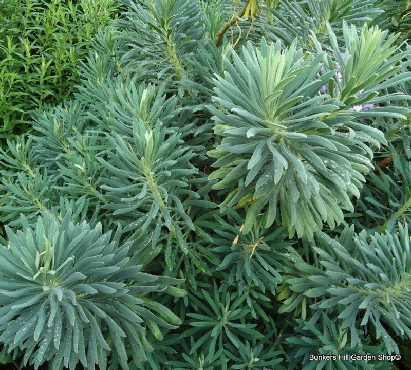 Euphorbia characias subsp. wulfenii 2L