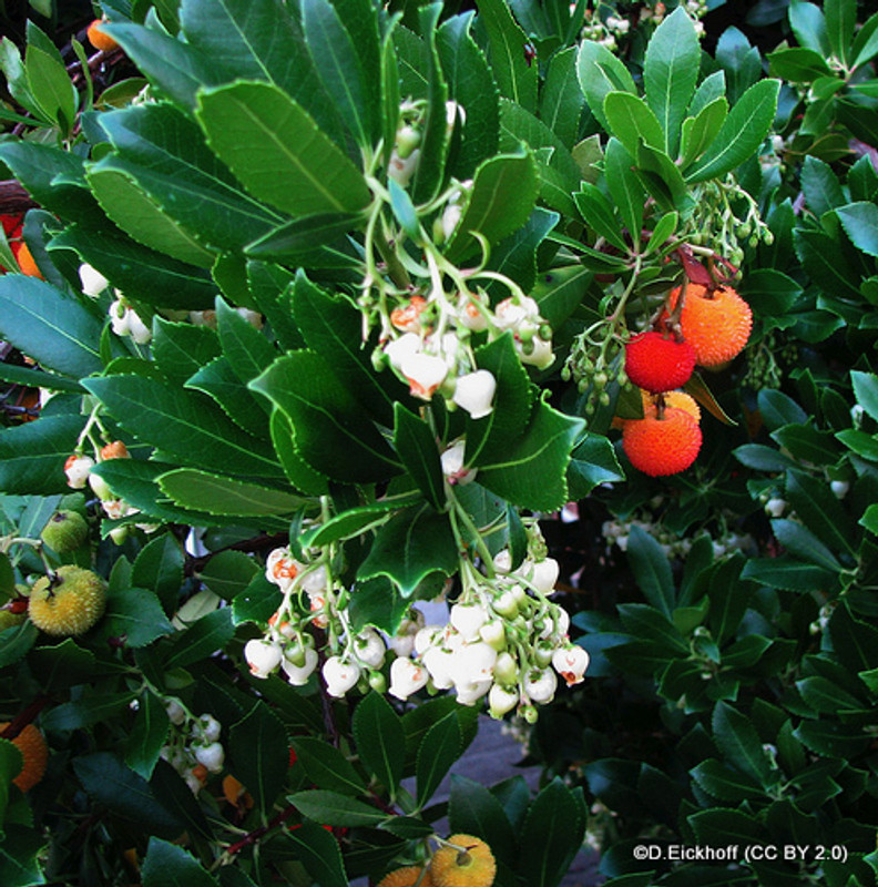Arbutus unedo (Strawberry tree) 100-125cm (30L)
