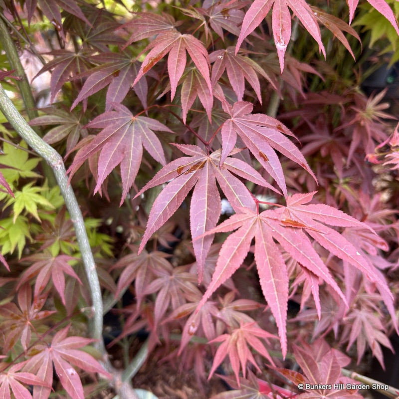 Acer 'Atropurureum' (p10)