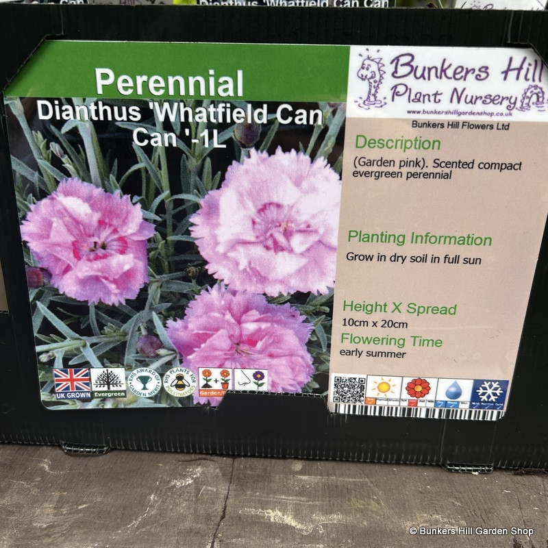 Dianthus 'Whatfield Can Can '-1L