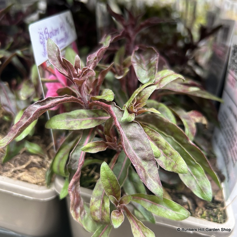 Gaura lindheimeri 'Pink Fountain' 1ltr pot Bunkers Hill Plant Nursery