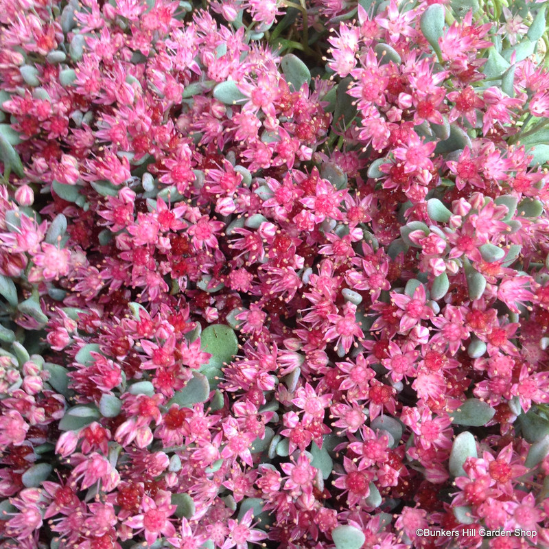 Sedum cauticola 'Lidakense' - 3ltr pot