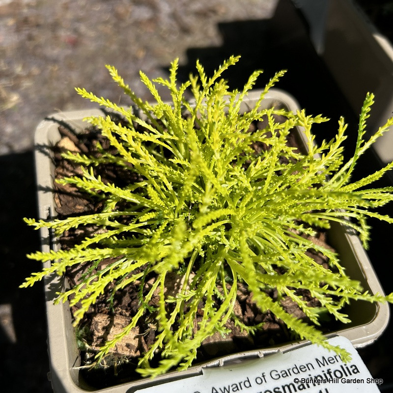 Santolina rosmarinifolia 'Lemon Fizz'-1L
