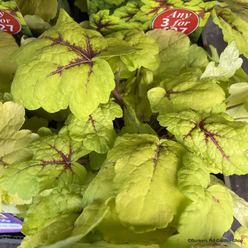 Heucherella 'Stoplight'-3L