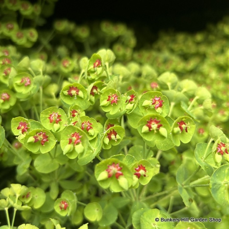 Euphorbia 'Baby Charm'