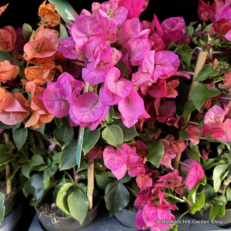 Bougainvillea (mixed colours)