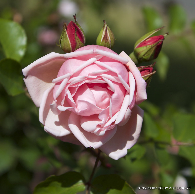 Albertine - Rambling Rose