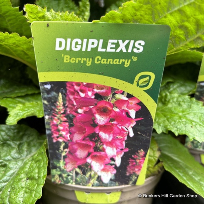 Digiplexis 'Berry Canary' 3l