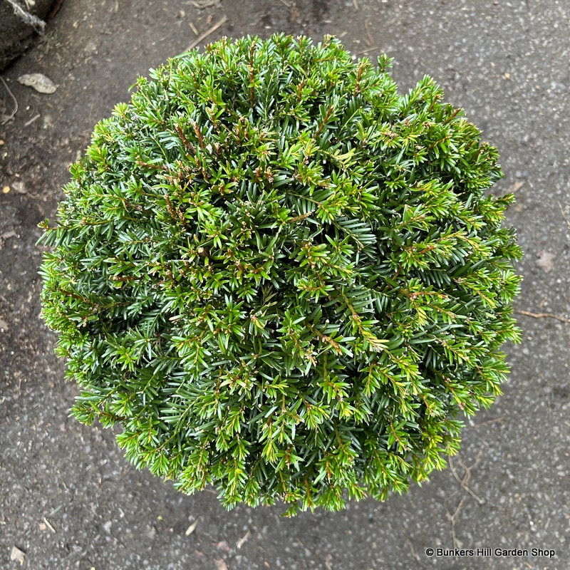 Taxus baccata (Yew) ball 45-50cm
