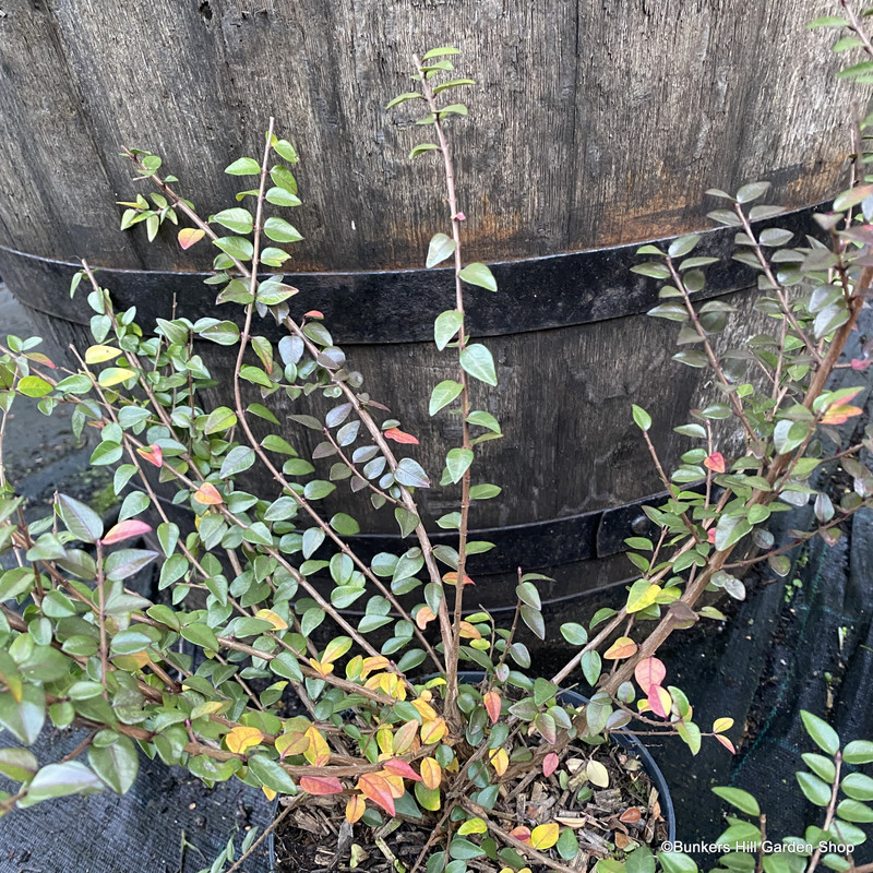 Lonicera nitida 'Red Tips' 2L