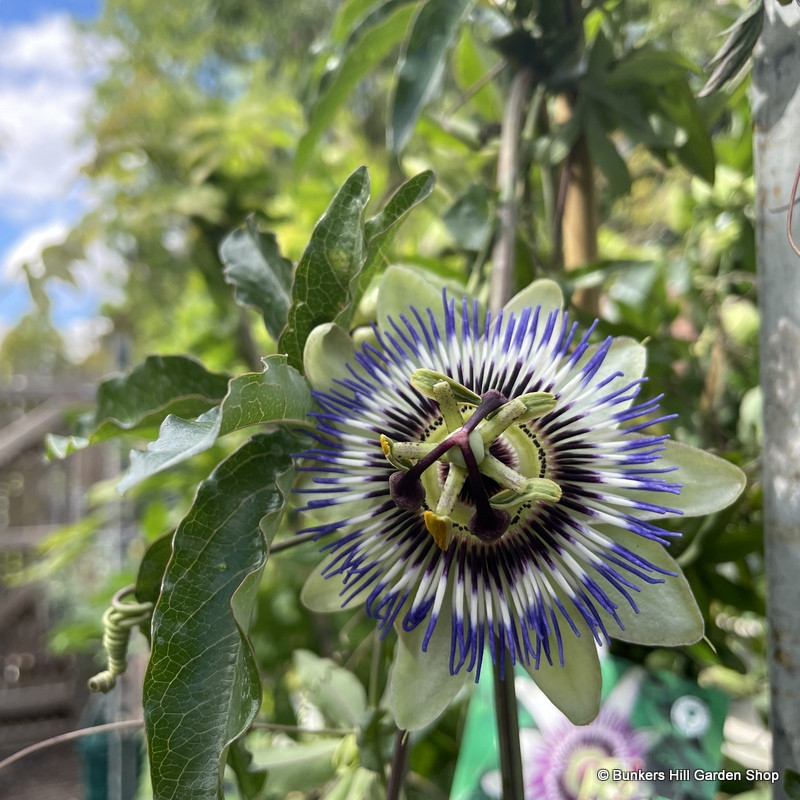 Passionflower caerulea (blue) OFFER