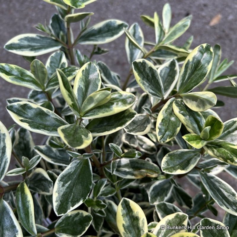 Hebe rotundifolia variegata 5L