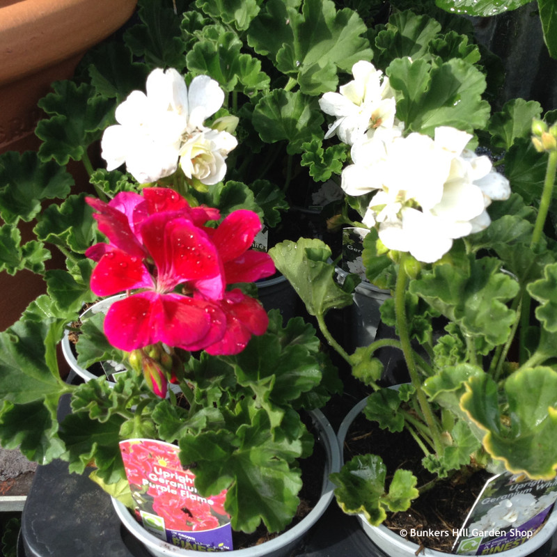 Geranium  (Toscana) Zonal/Ivy - 10.5cm