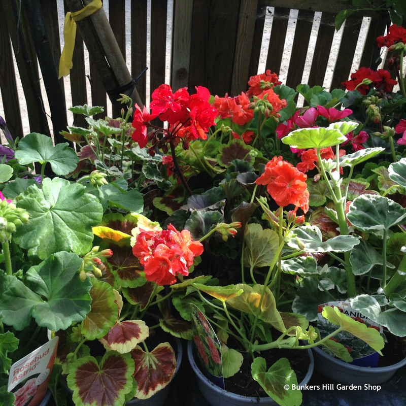 Geranium (variegated, special & scented) 1ltr