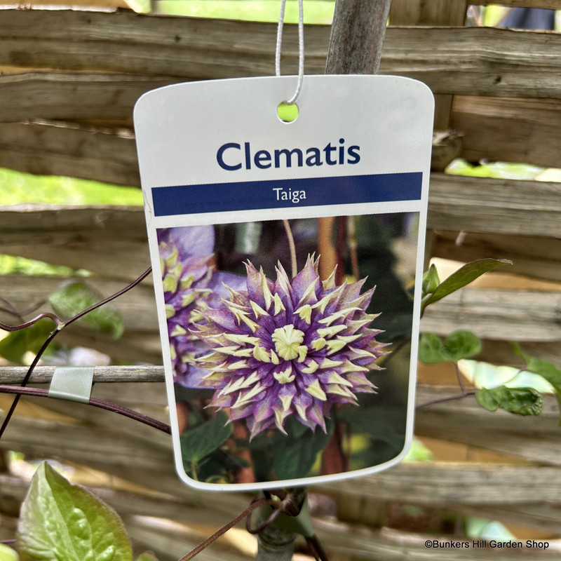 Clematis florida 'Taiga' - 1.2 metre trellis