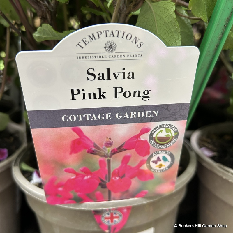 Salvia 'Pink Pong' 3L