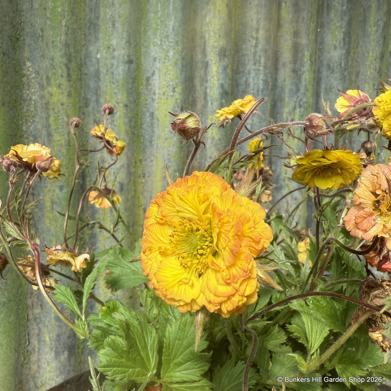 Geum 'Can can'