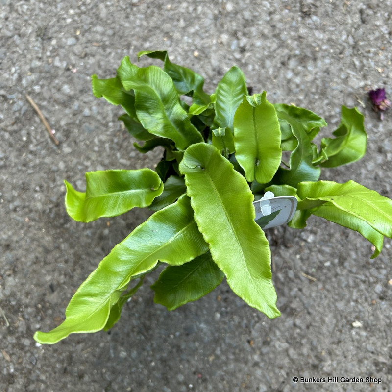 Asplenium scolopendrium - S