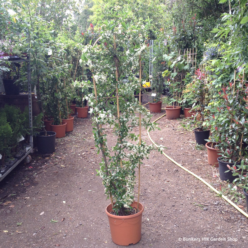 Pyracantha 'Orange Glow' - 1.5m trellis (12ltr)