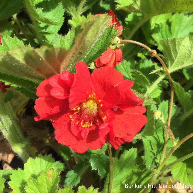 Geum 'Samba Sunset' 3ltr