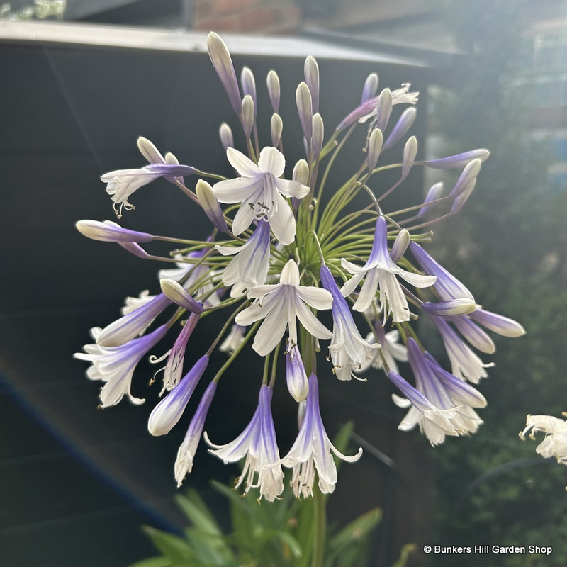 Agapanthus 'Fireworks' 10ltr