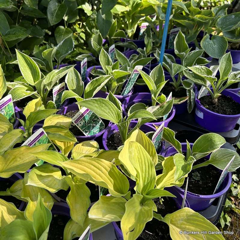 Hosta mix