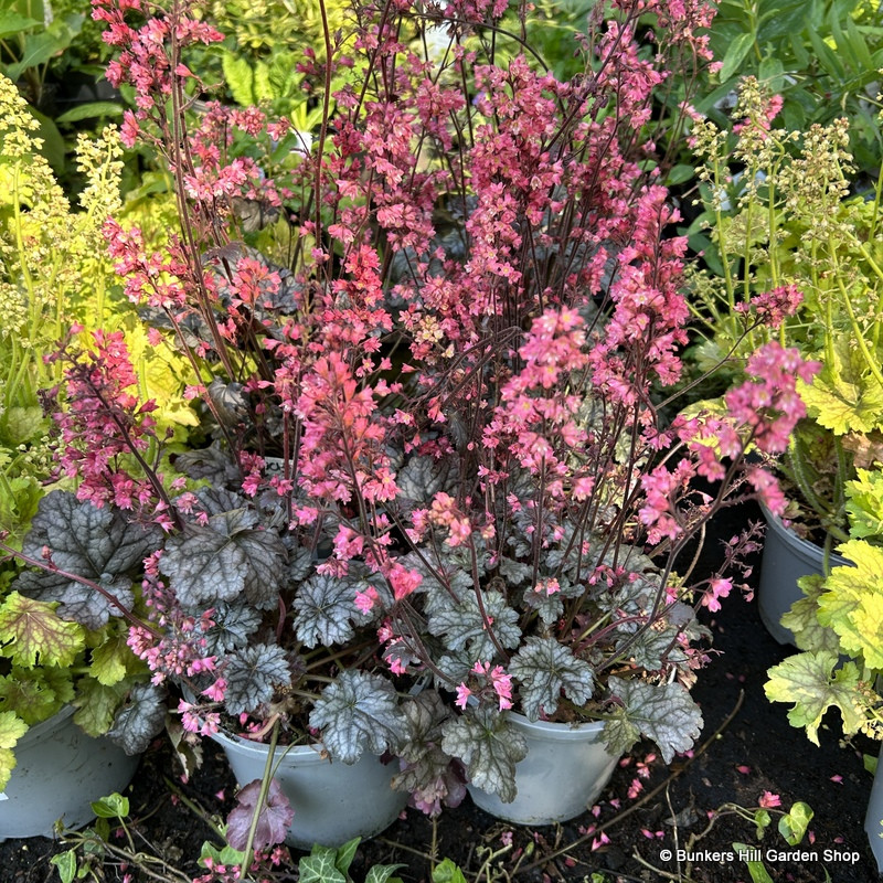 Heuchera 'Pink Delight' 3L