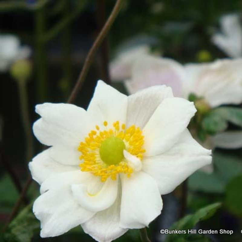 Anemone 'Honorine Jobert' (p17)