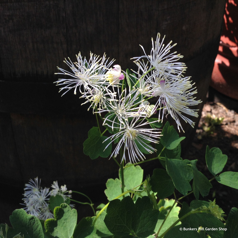 Thalictrum 'Nimbus White' 3ltr