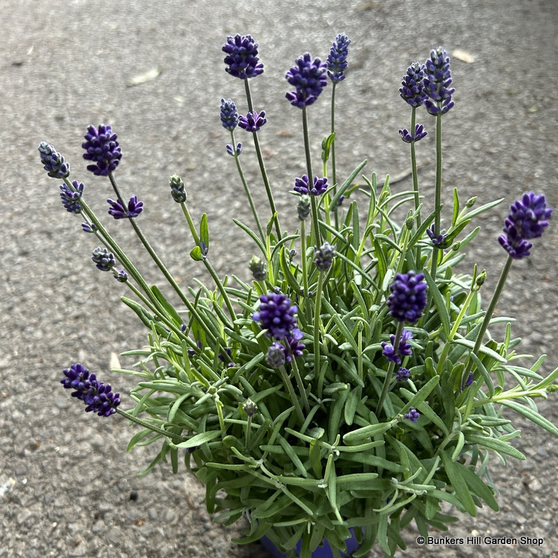 Lavender angustifolia (English)