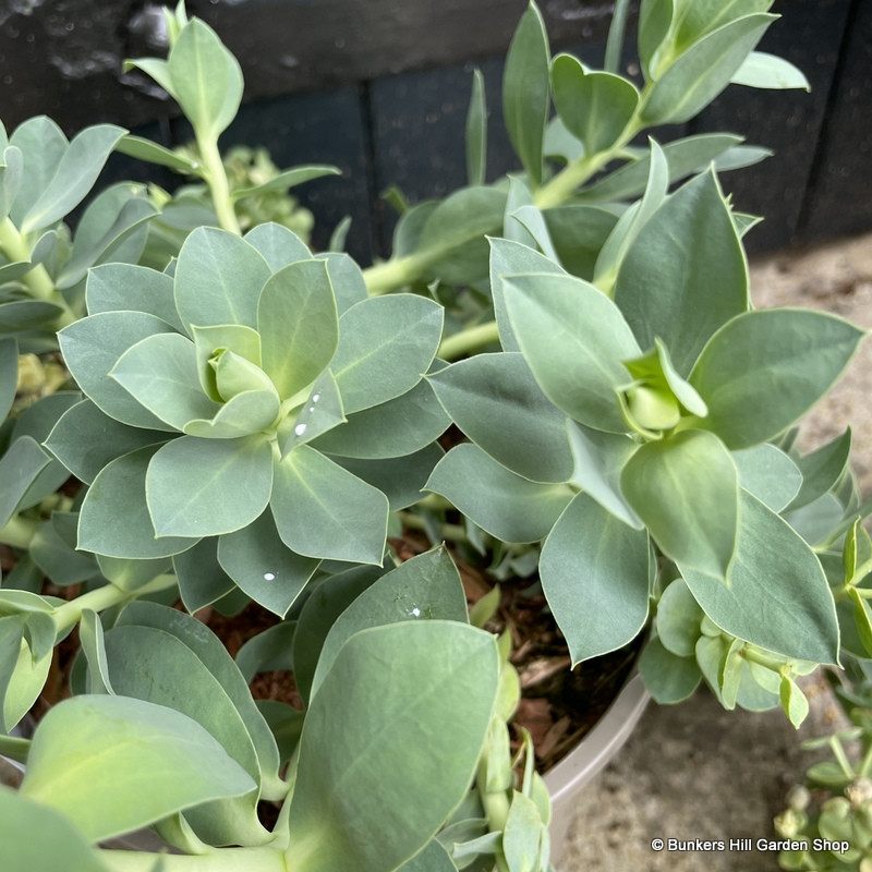 Euphorbia 'Myrsinites' - 9cm