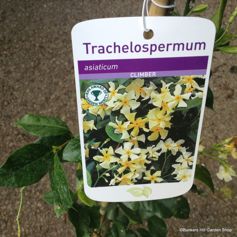 Trachelospermum (Star Jasmine) 3L Pot